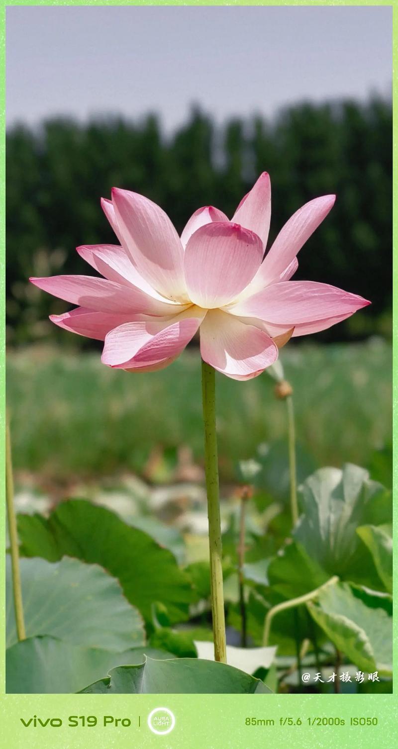 哪一款手机拍照效果最好的图1