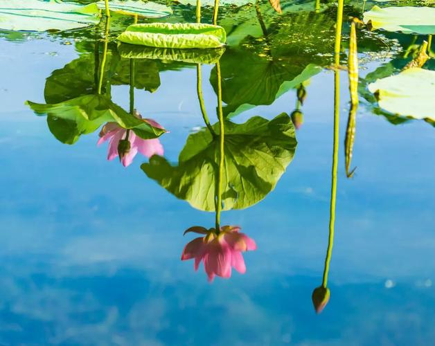 手机怎样拍出倒影的效果