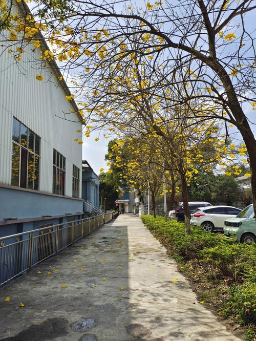 vivo哪款手机拍照效果最好图2