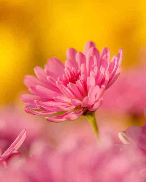 拍花手机怎么调图1