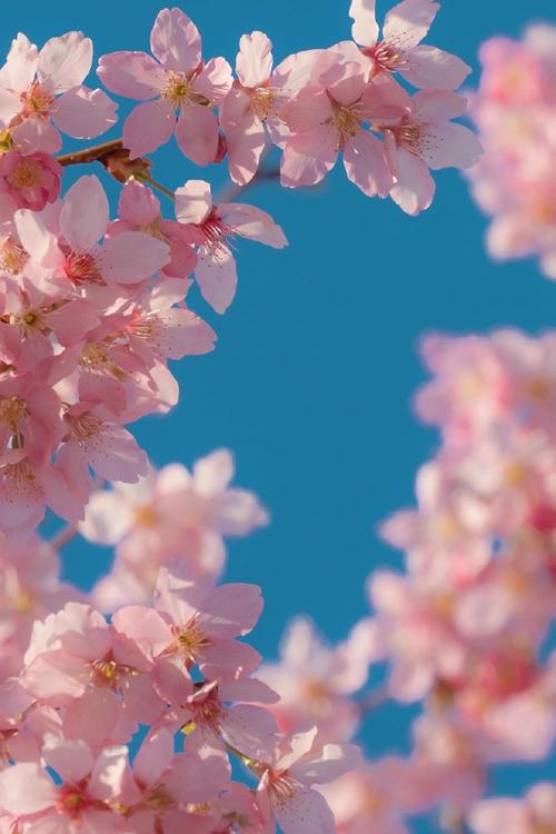 拍花手机怎么调图2