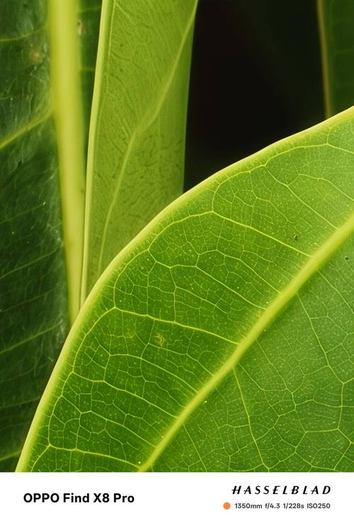 oppo手机如何拍模糊背景图