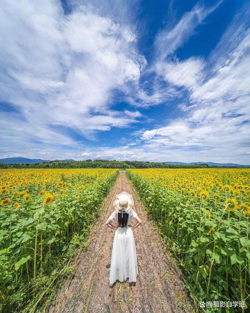 什么手机拍照效果最好排行榜