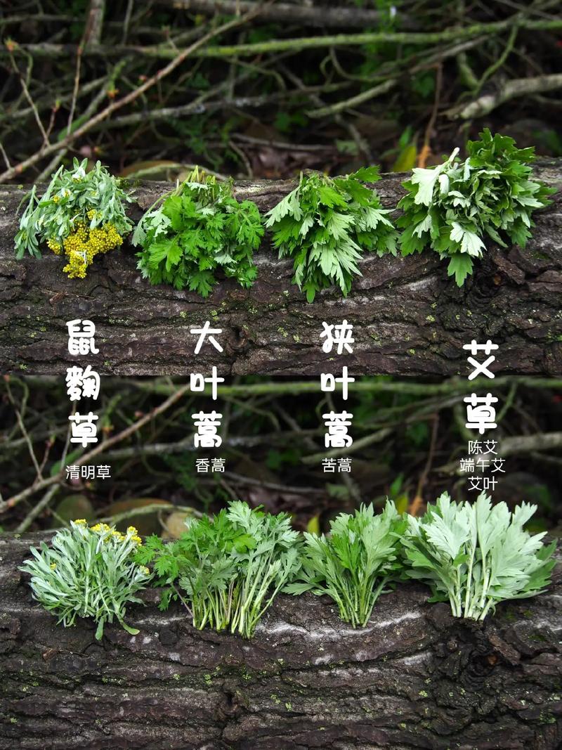 抖音的识别花草功能在哪里