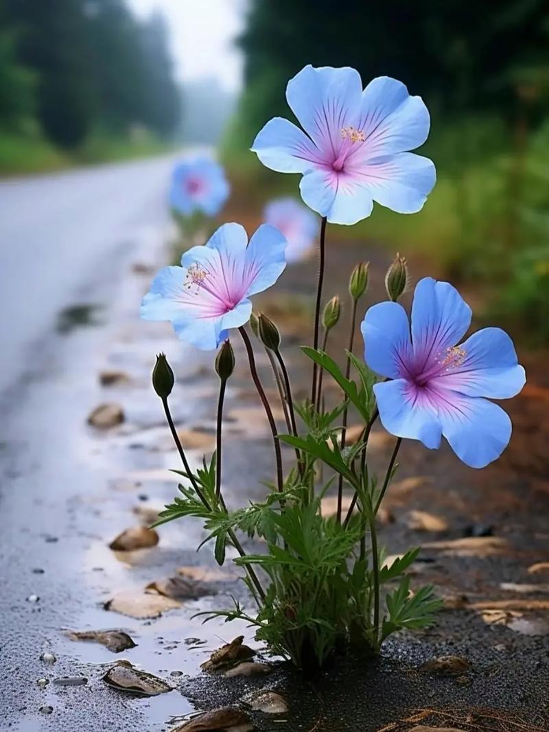 别人在抖音发花草应该怎样