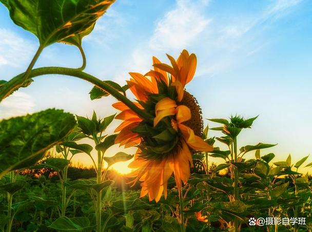 拍照角度有什么用