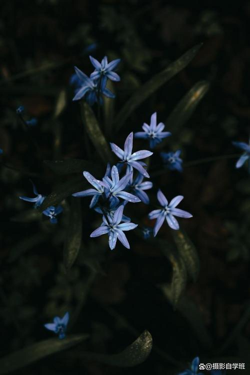 拍照背景图片图2