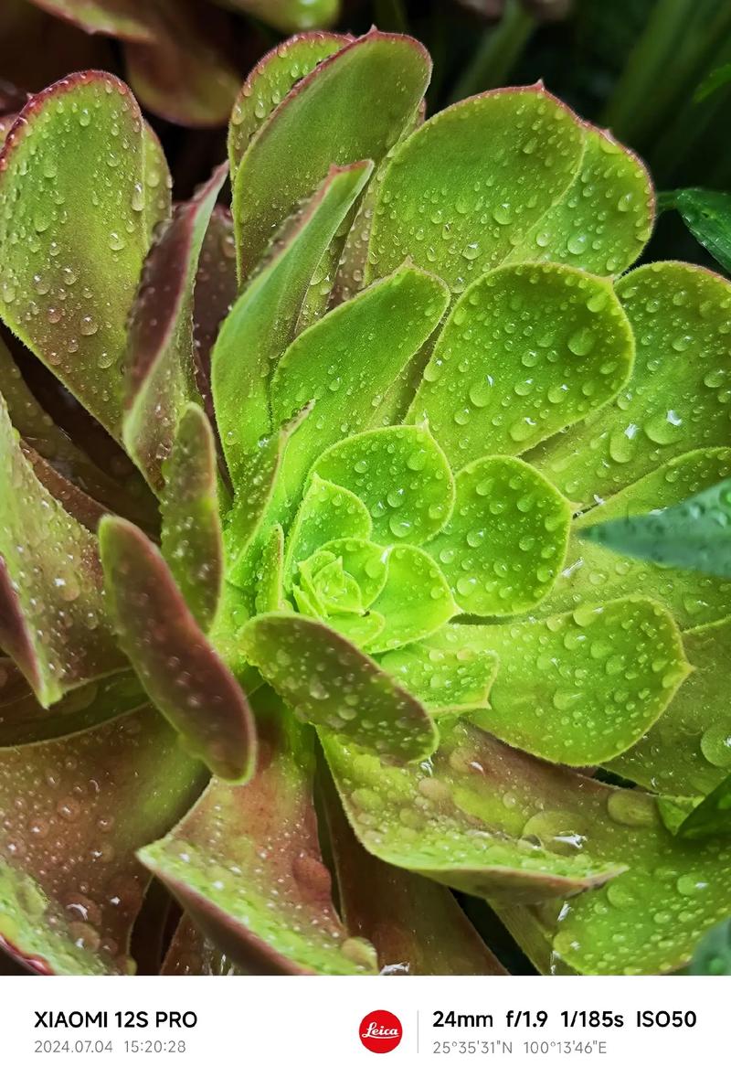 拍摄花卉用什么手机最好图3