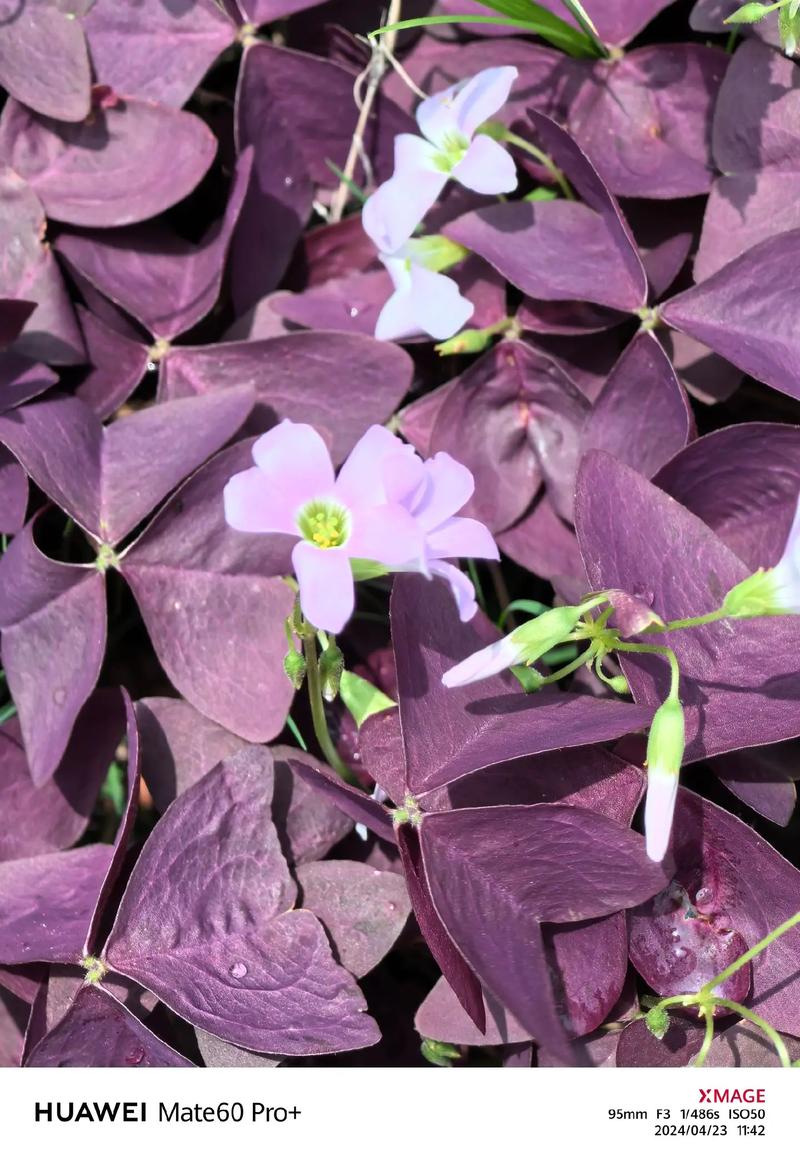 用华为手机怎么拍出好看的花卉照片?