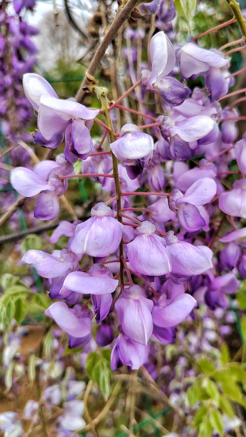 紫色都有哪些图片大全