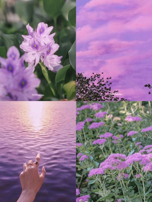 现在是不是紫色的图片