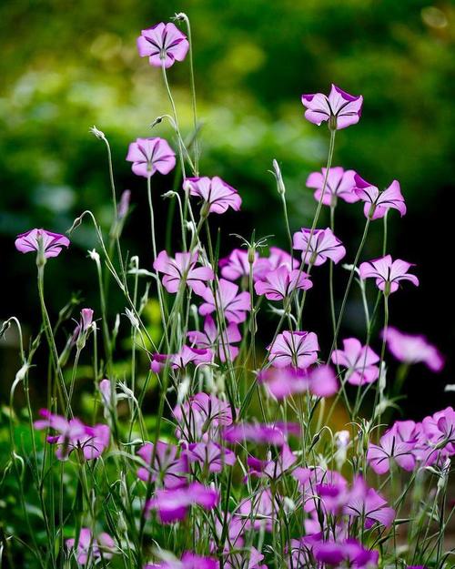 手机拍的花,画面暗淡怎么修图呢