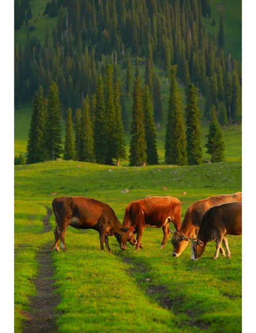 风光摄影创意草原4个构图技巧!