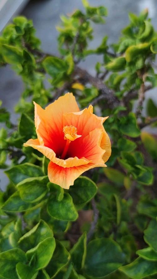 拍照怎么找角度好看的方法视频