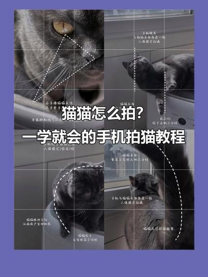 猫猫怎么拍?一学就会的手机拍猫教程
