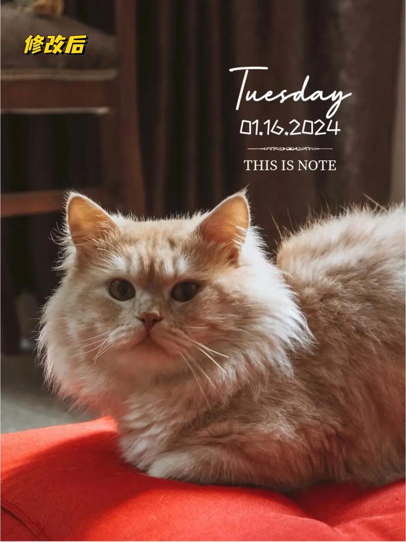 显示时间地点水印相机推荐