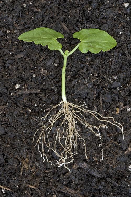 大豆是什么根系的植物