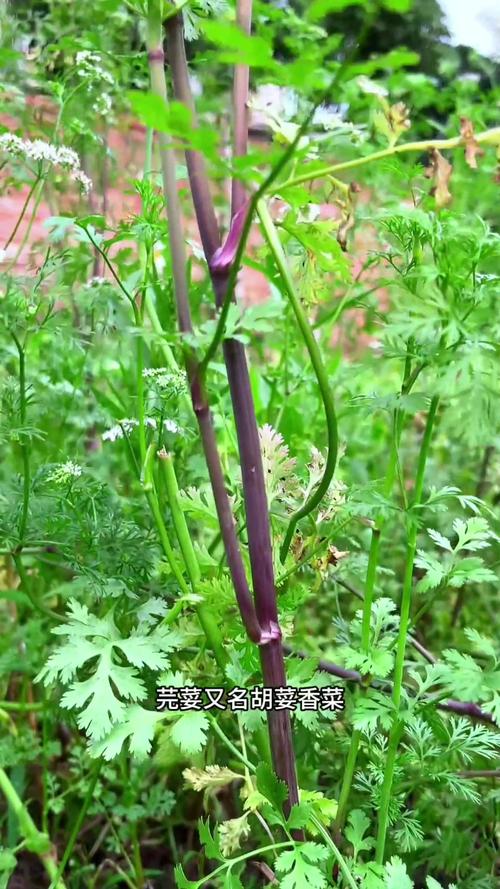 香菜是什么根系的植物