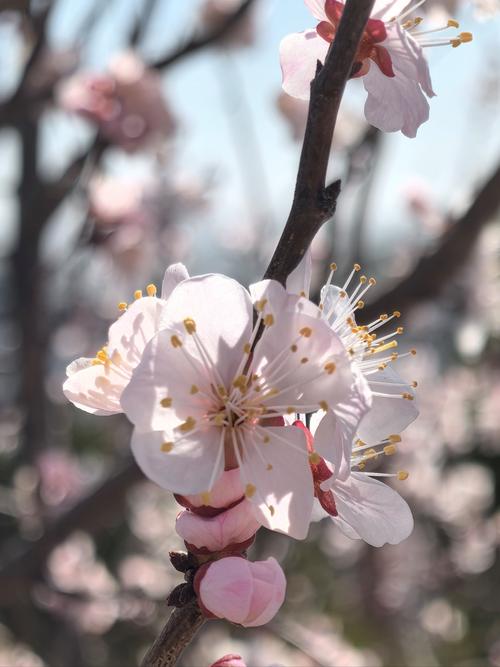 手机拍花背景虚化技巧