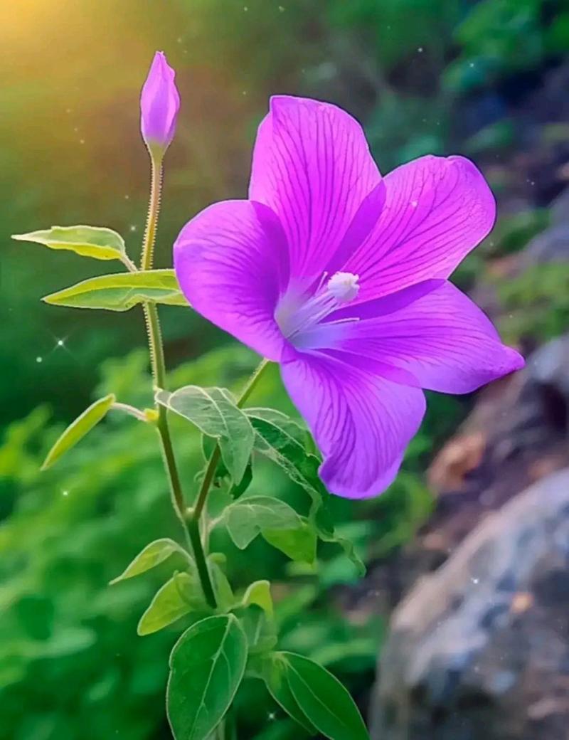 拍照紫色衣服配什么背景好看