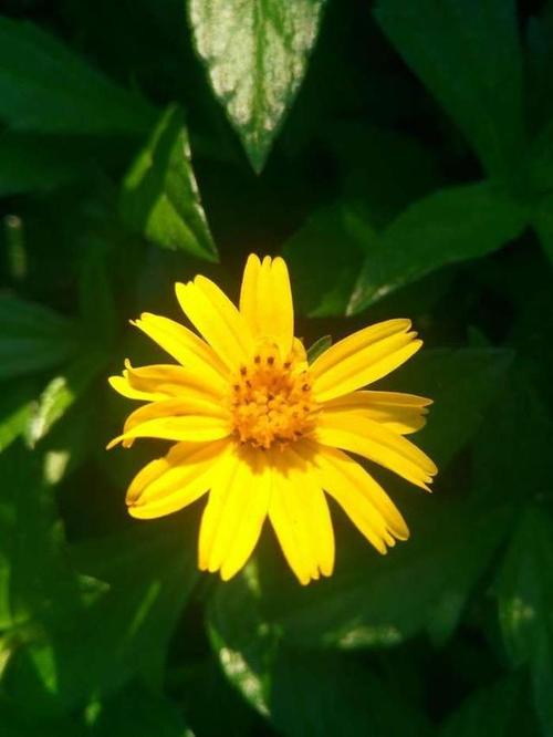 照相好的手机都有什么牌子