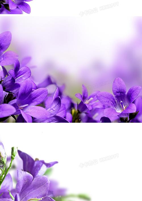 淡紫色配什么颜色好看图片