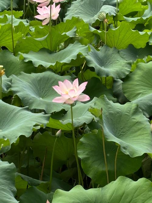 苹果什么手机拍照效果最好又便宜的图1