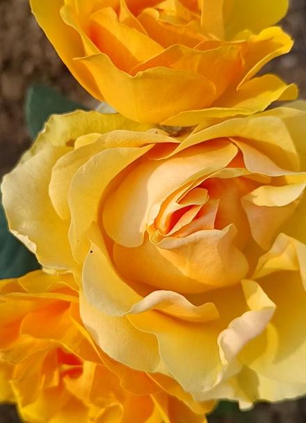 照相手机哪个牌子好图3