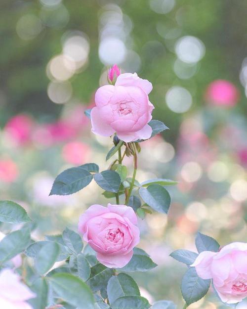 手机拍花怎么拍好看图1