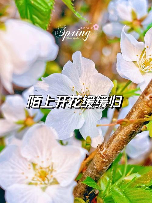 手机拍花,如何拍出单反效果呢