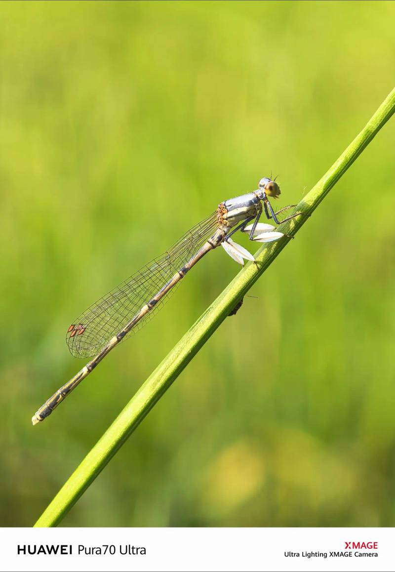 手机摄影微距拍摄技巧图1