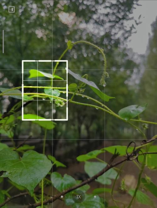 华为手机拍微距技巧