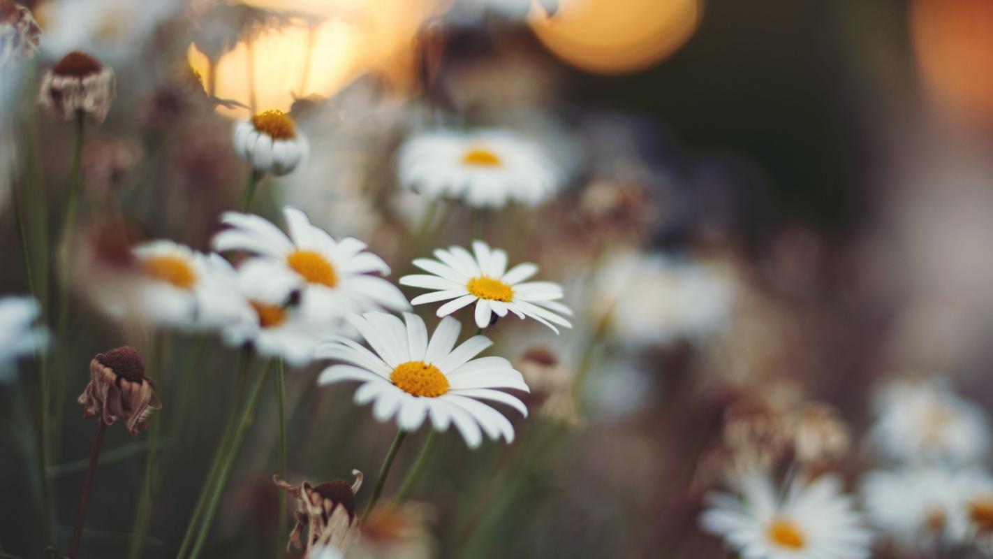 手机桌面的相册图标不见了怎么办图1