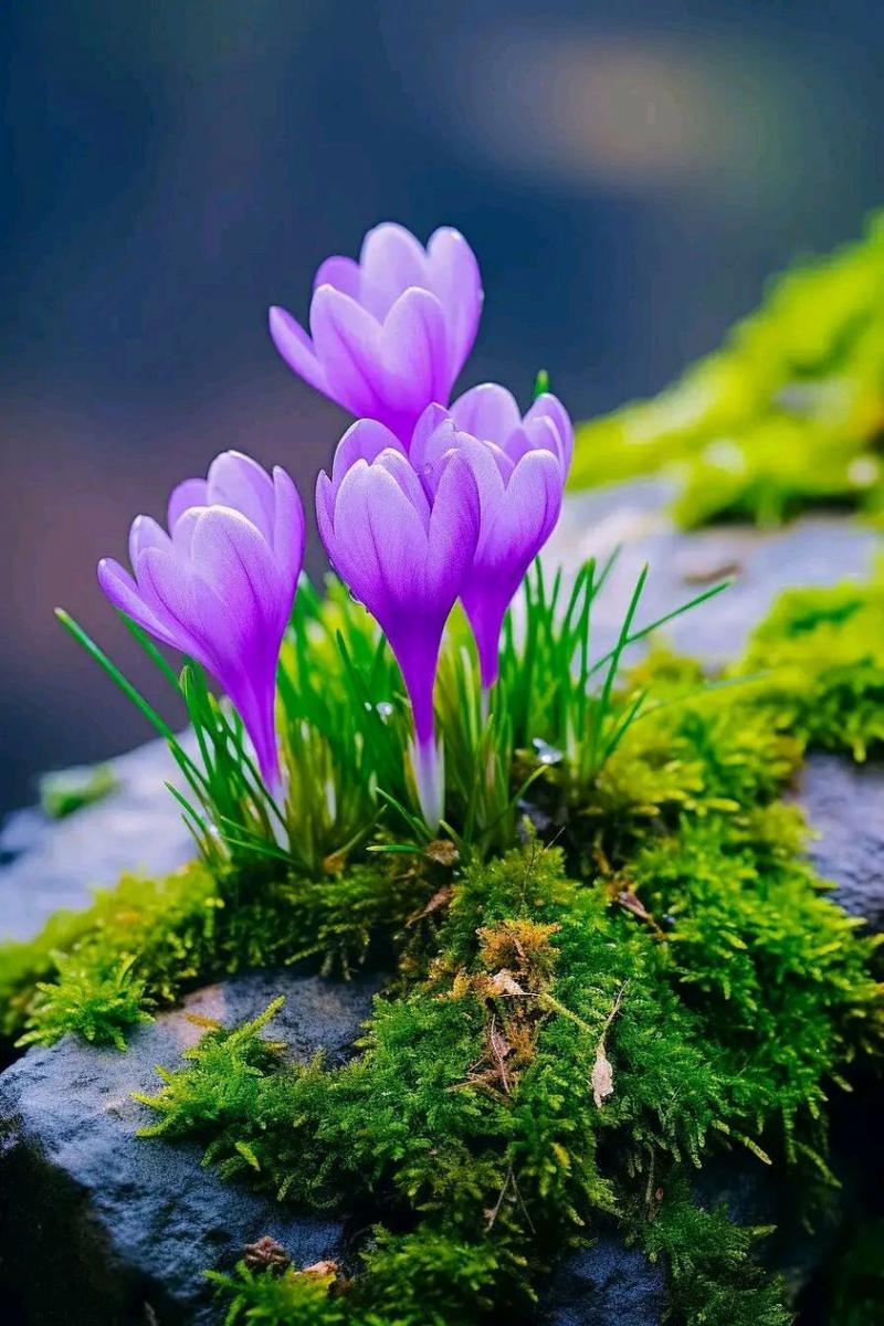 紫色纯图片背景图片图3