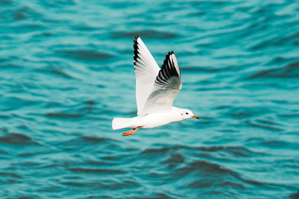 摄影、电影如果需要去除背景,为什么会用蓝色布或绿色布做背景呢?这样有...