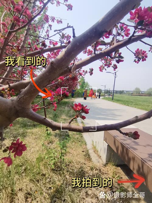 怎么用苹果手机拍摄虚化背景苹果手机拍照景色技巧教程