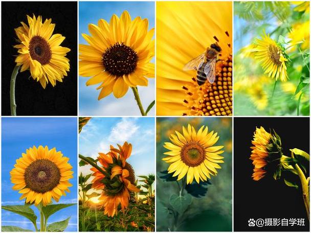 拍照什么角度照相好看图1