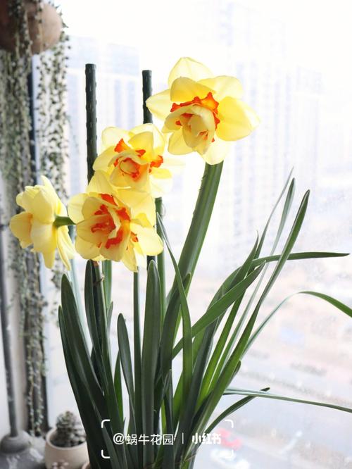 手机拍花的图片