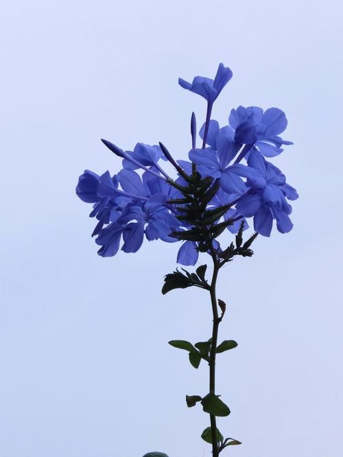 华为手机专业模式拍花朵