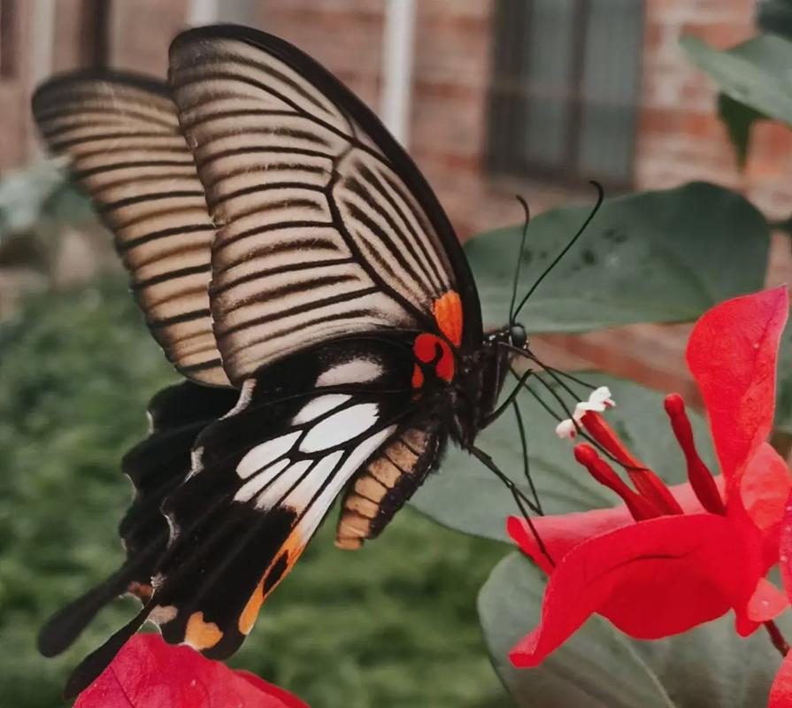 红米哪个手机拍照最好性价比最高