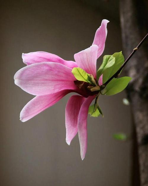 那种手机拍照片好看