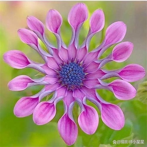 拍花卉用什么相机好图3