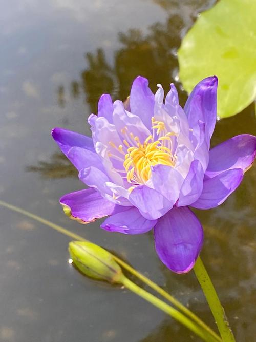 深紫色背景图片大全图2