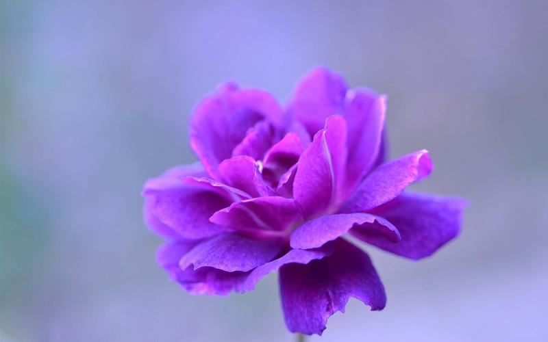 深紫色背景图片大全图3