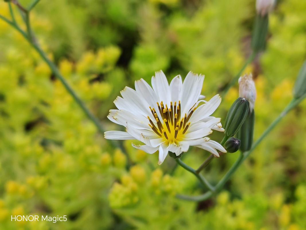 手机拍花草怎么拍图1