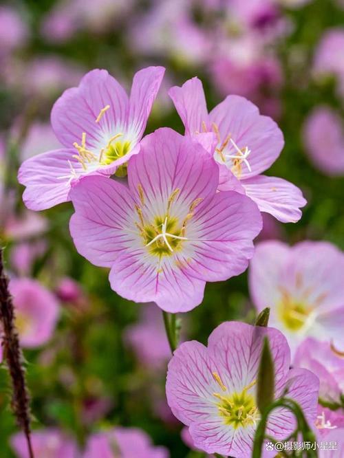 手机拍花草怎么拍图2