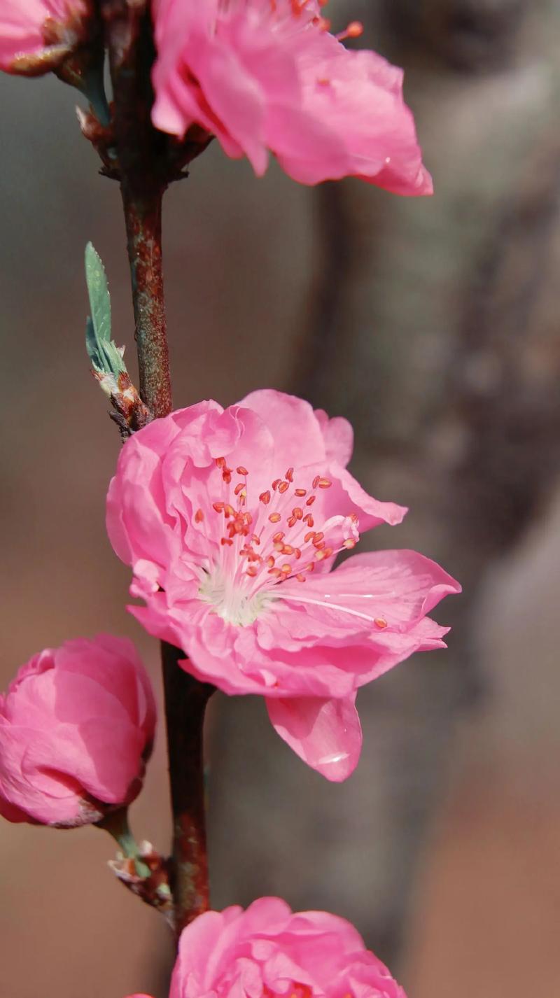 手机拍花草怎么拍图3