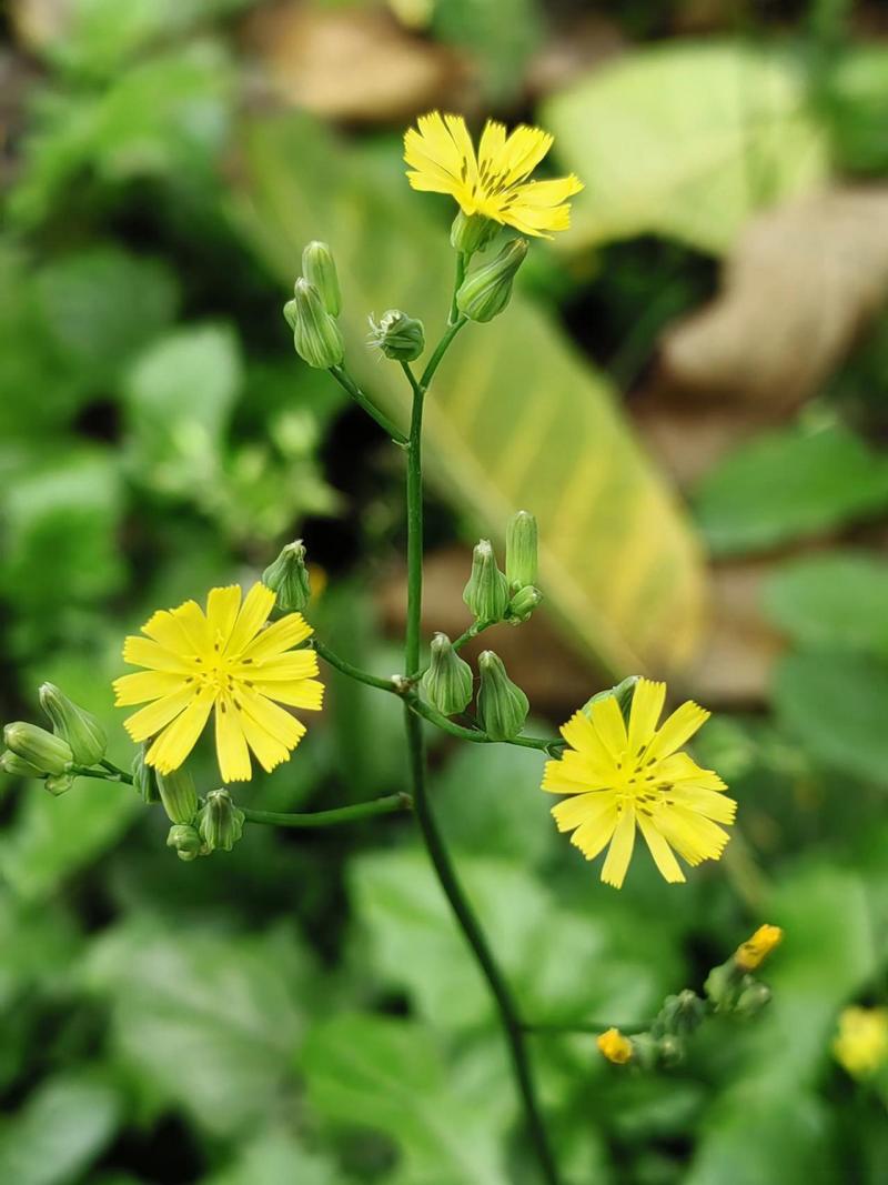 你要想拍花草这样的景物,你要用手机,怎么拍好?