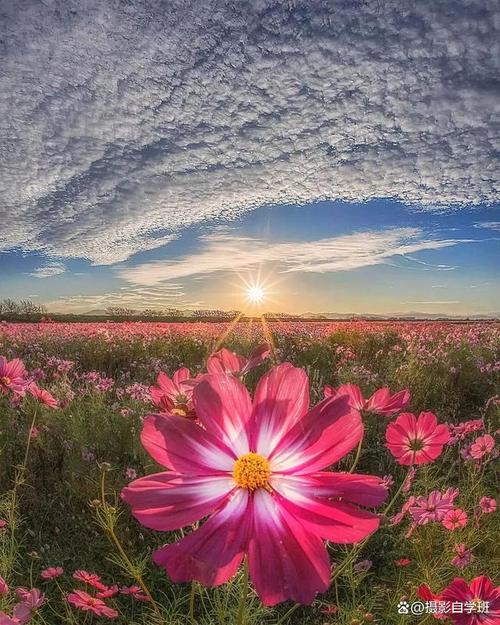 手机拍风景照的技巧