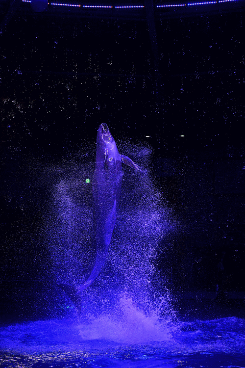 安卓手机动态照片怎么做成视频图2